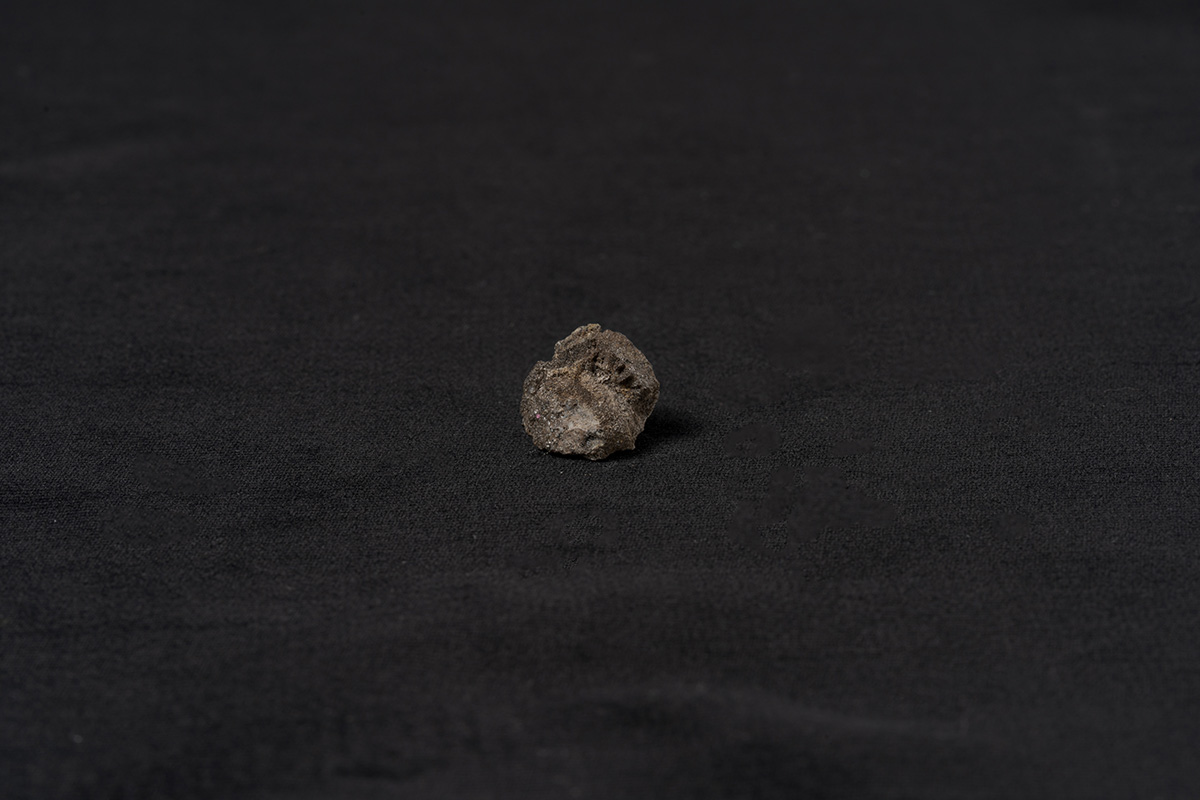 は虫類 コリストデラ3画像2