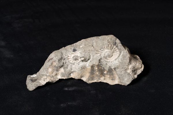 アンモナイト　テキサニテス (プレシオテキサニテス）パシフィッカス, テキサニテス(プレシオテキサニテス）カワサキイイ, テキサニテスの一種画像