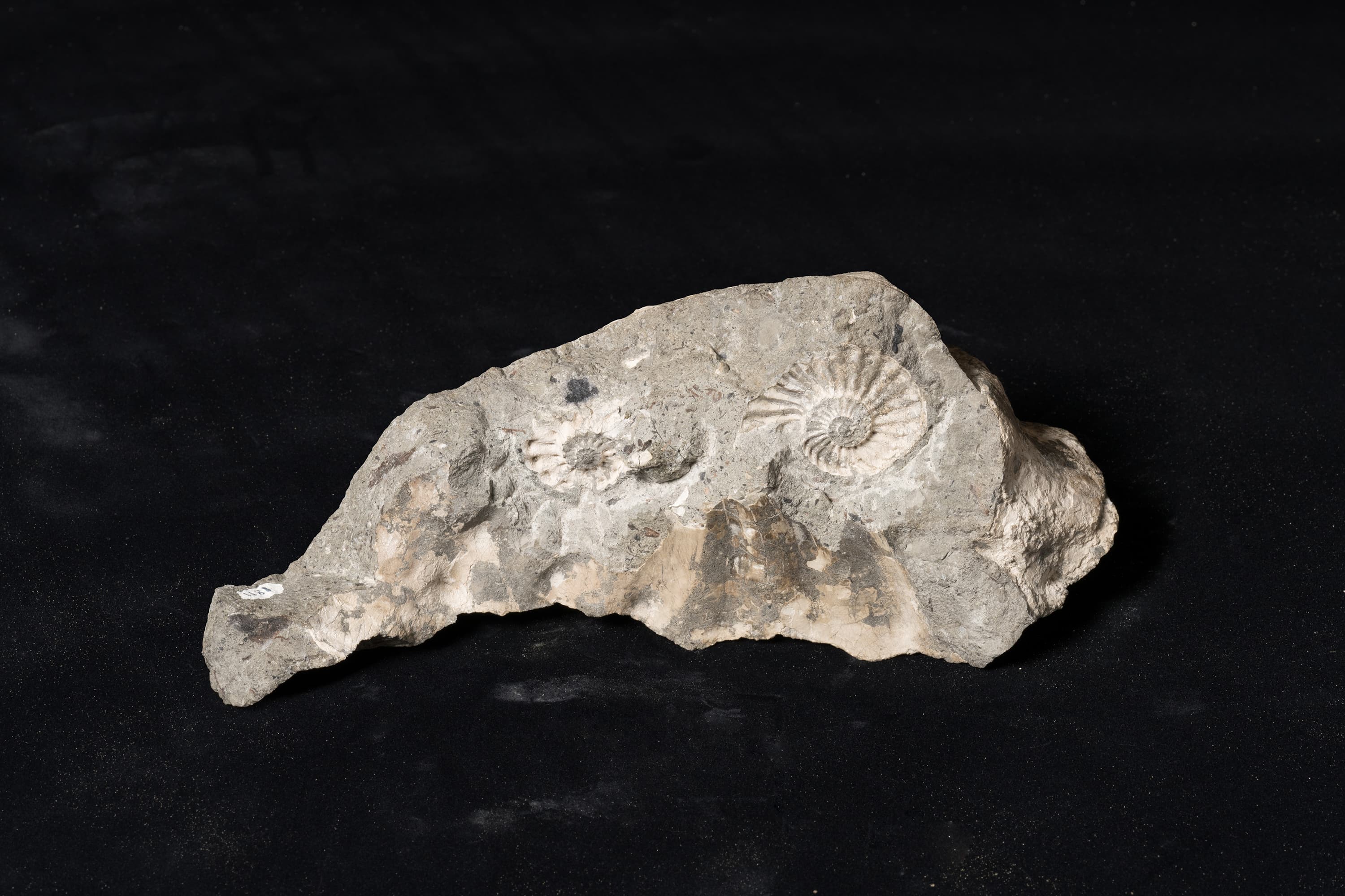 アンモナイト　テキサニテス (プレシオテキサニテス）パシフィッカス, テキサニテス(プレシオテキサニテス）カワサキイイ, テキサニテスの一種画像1