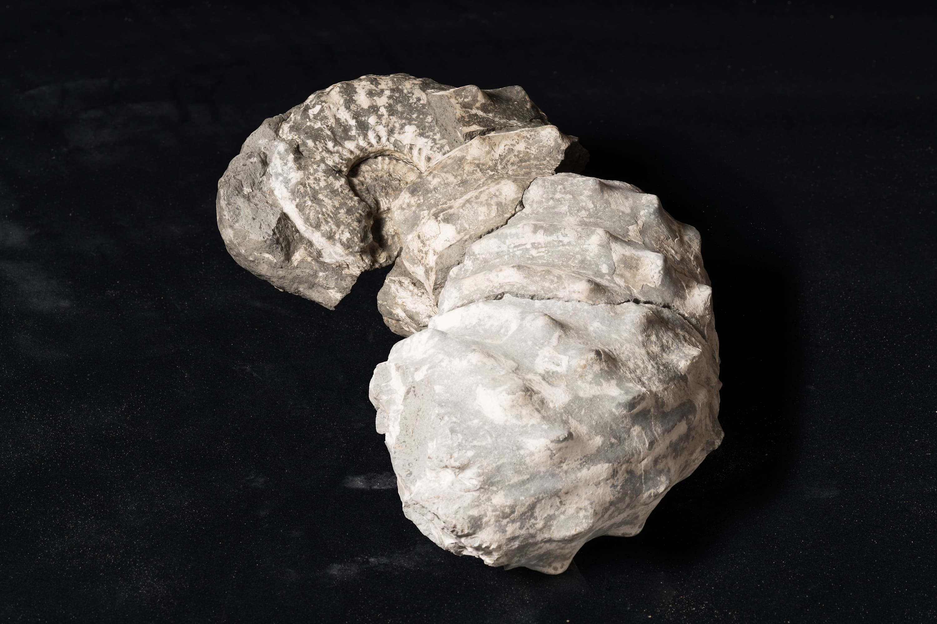 アンモナイト　テキサニテス テキサヌスの類似種画像