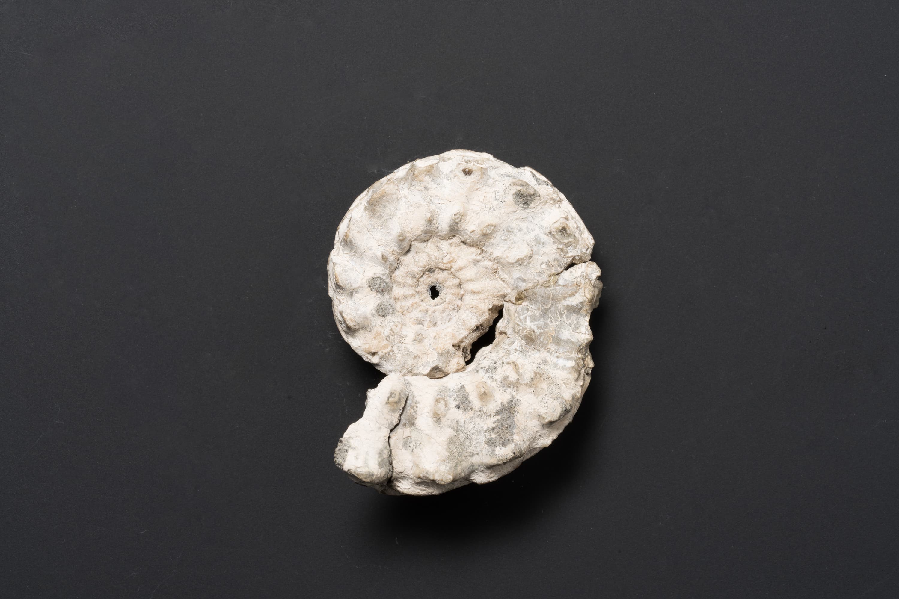 アンモナイト　テキサニテス (プレシオテキサニテス）パシフィッカス, テキサニテス(プレシオテキサニテス）カワサキイイ, テキサニテスの一種画像2