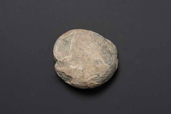 ウニの一種画像