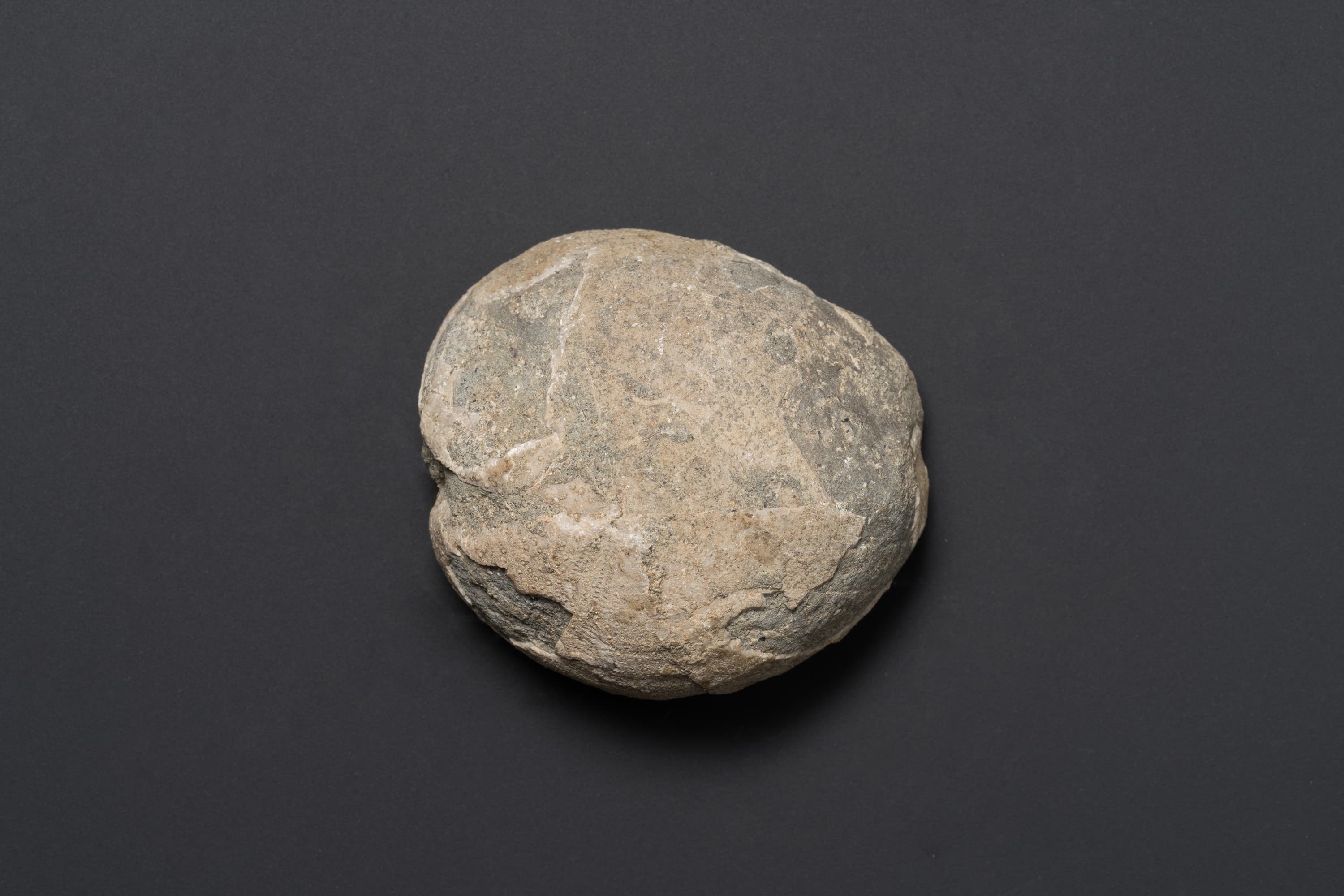 ウニの一種画像1