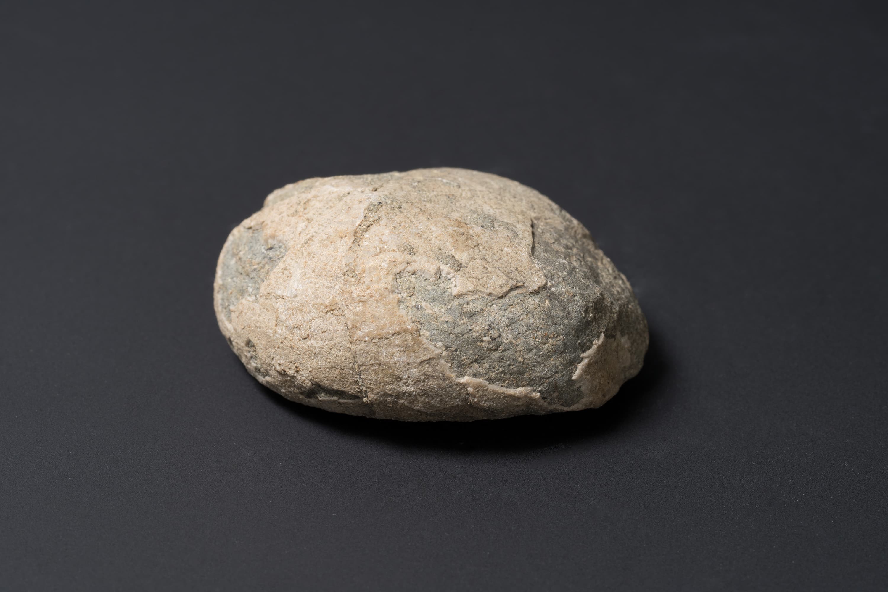 ウニの一種 | 三陸希望遺産デジタルアーカイブ