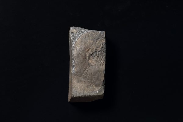 アンモナイト　メタダグノセラス モトヨシエンセ画像