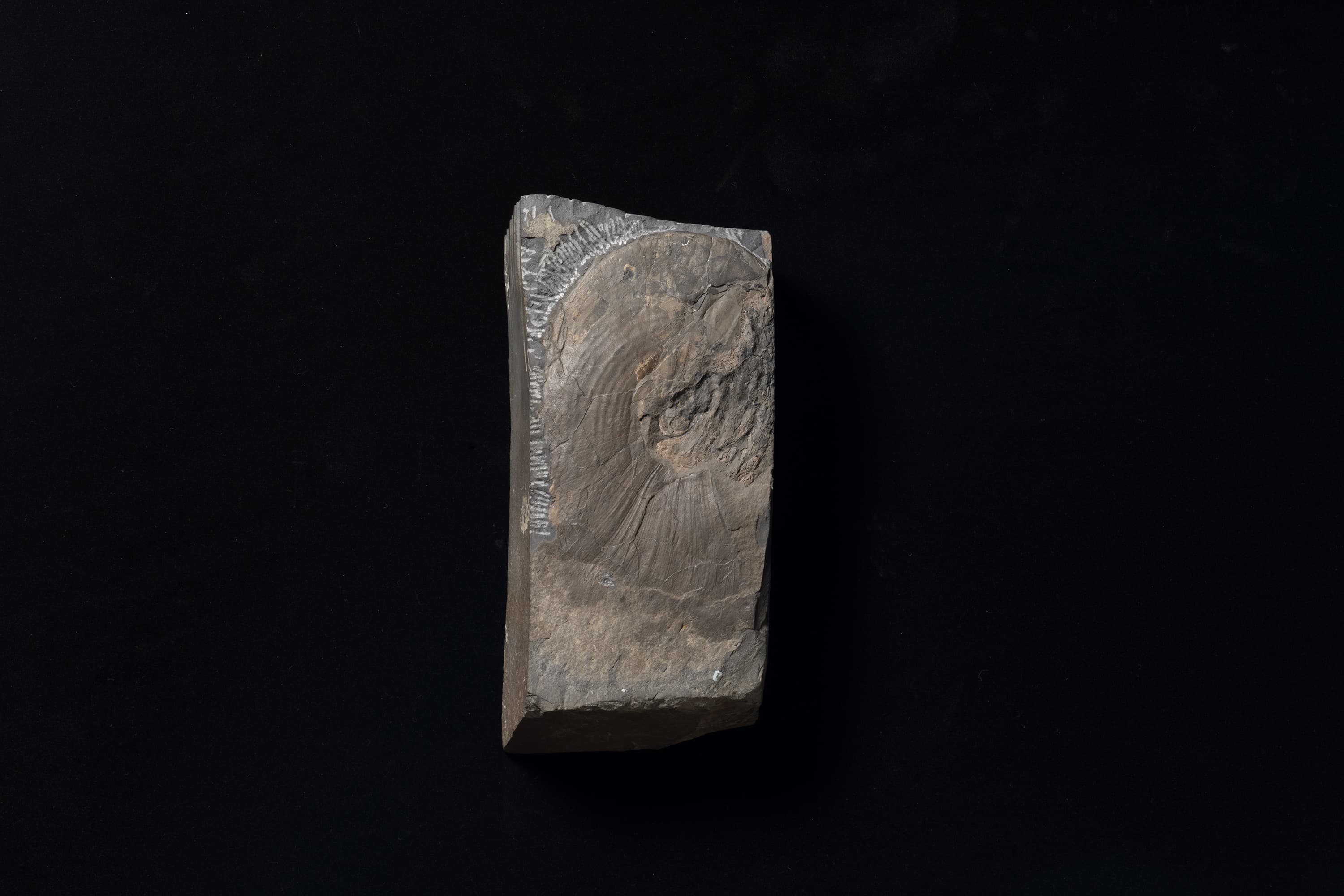 アンモナイト　メタダグノセラス モトヨシエンセ画像1