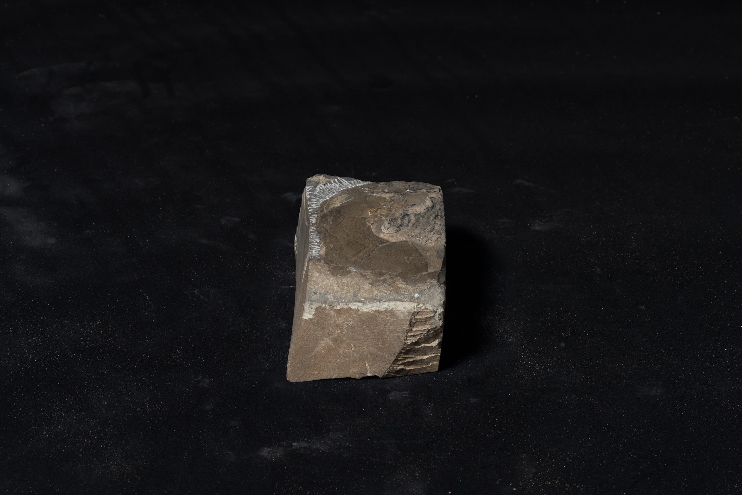 アンモナイト　メタダグノセラス モトヨシエンセ画像2