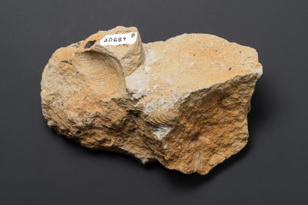 二枚貝　スフェノセラムス サンリクエンシス画像