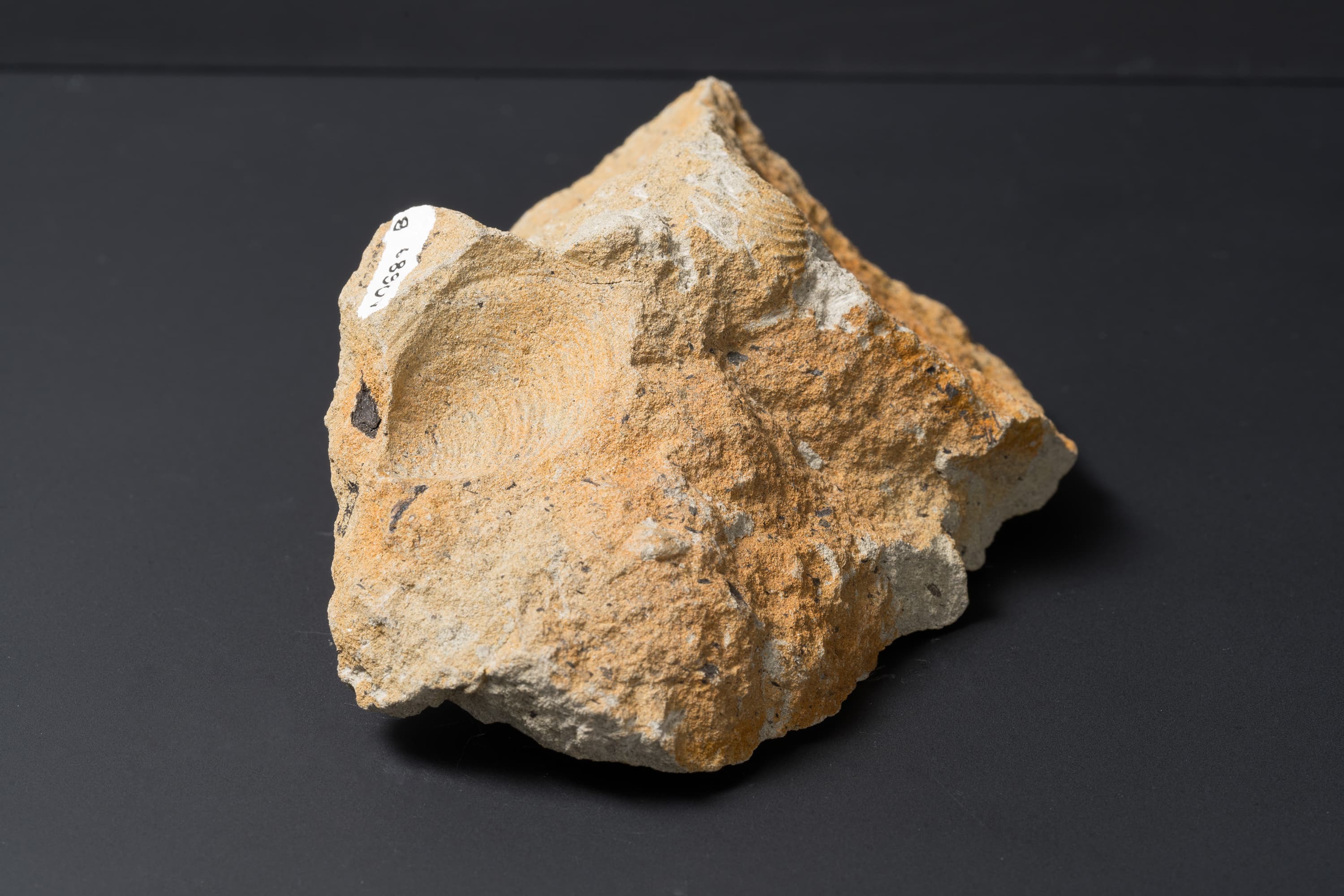 二枚貝　スフェノセラムス サンリクエンシス12画像2