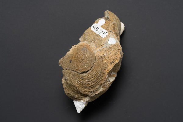 二枚貝　スフェノセラムス サンリクエンシス画像