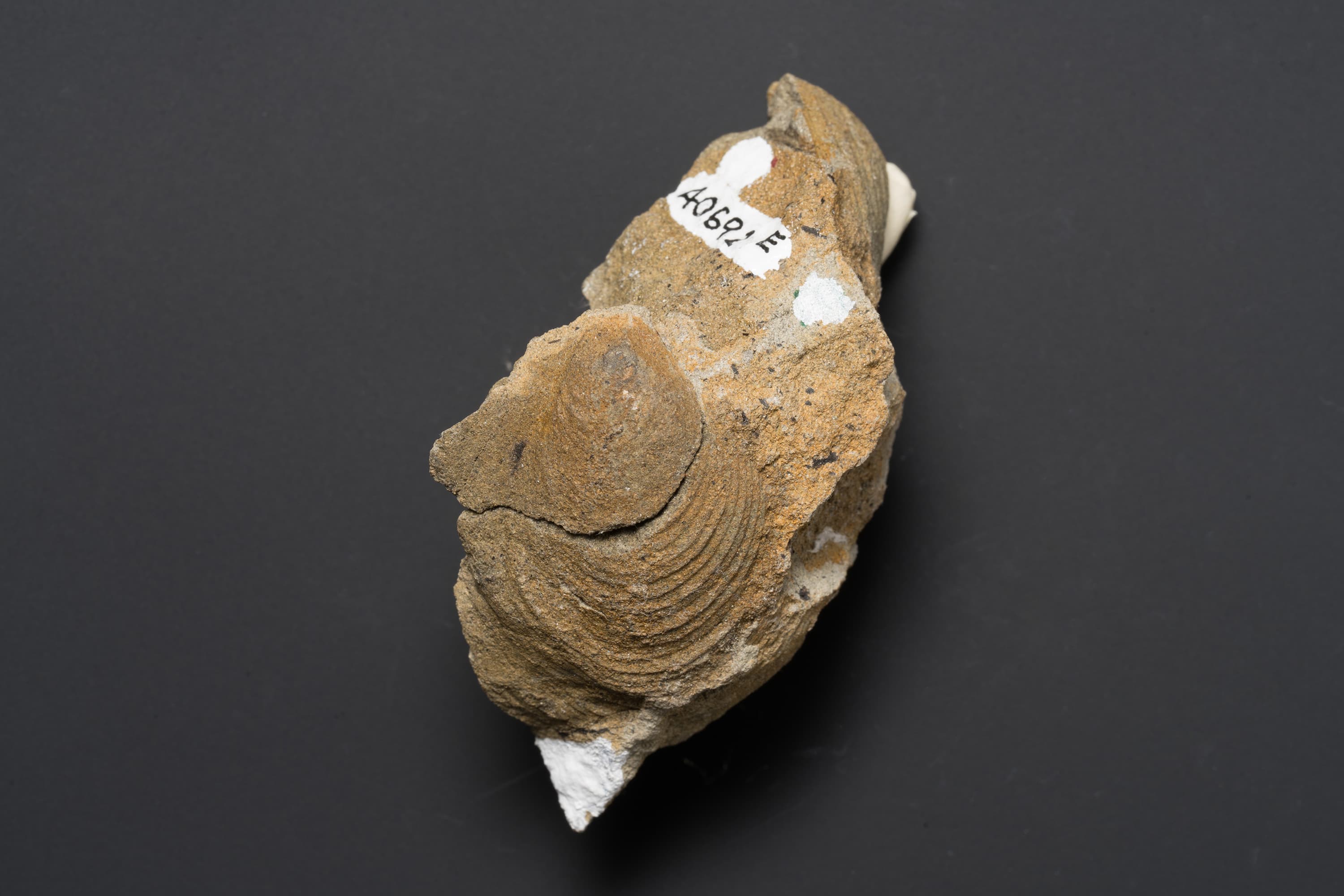 二枚貝　スフェノセラムス サンリクエンシス13画像1