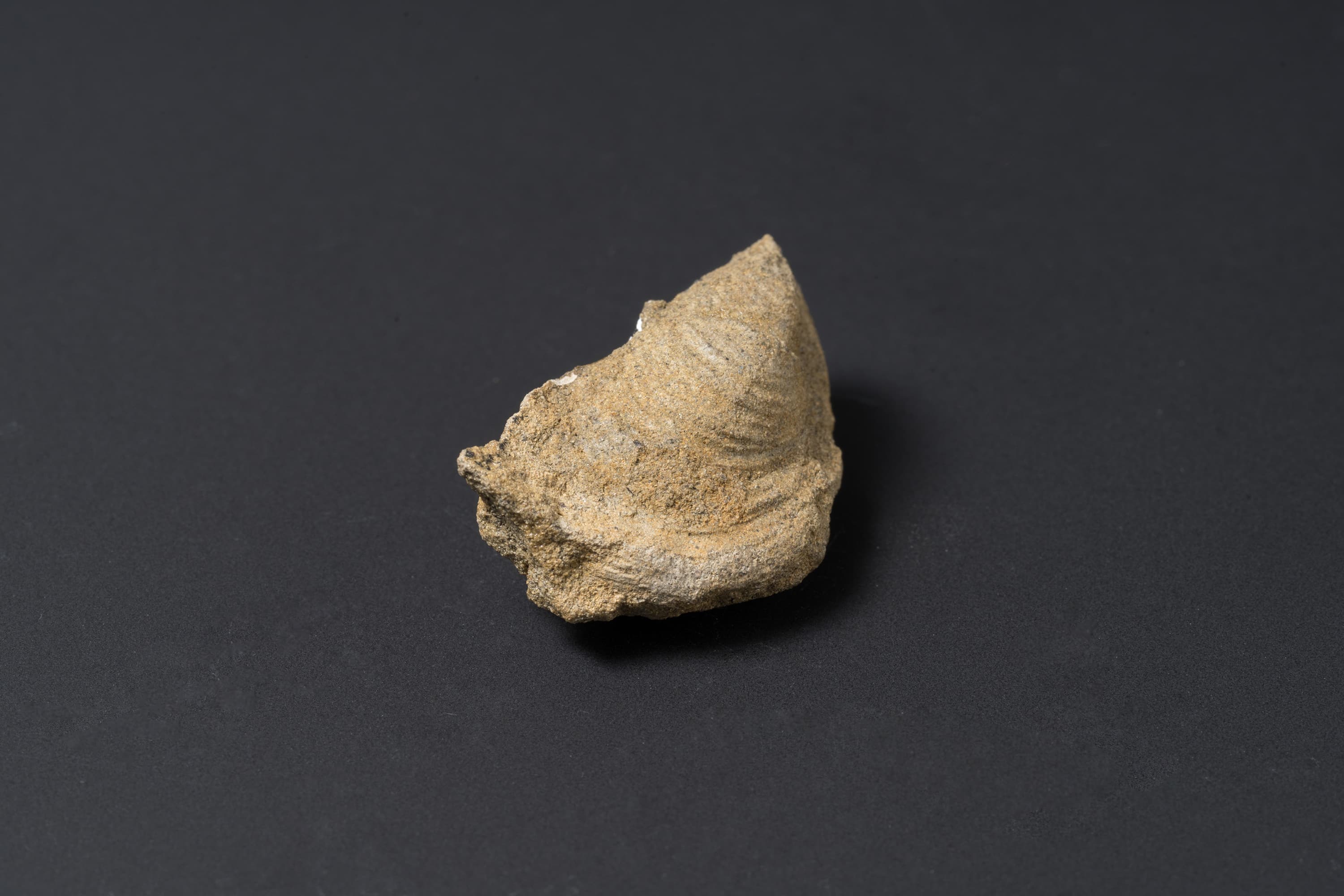 二枚貝　スフェノセラムス サンリクエンシス14画像2