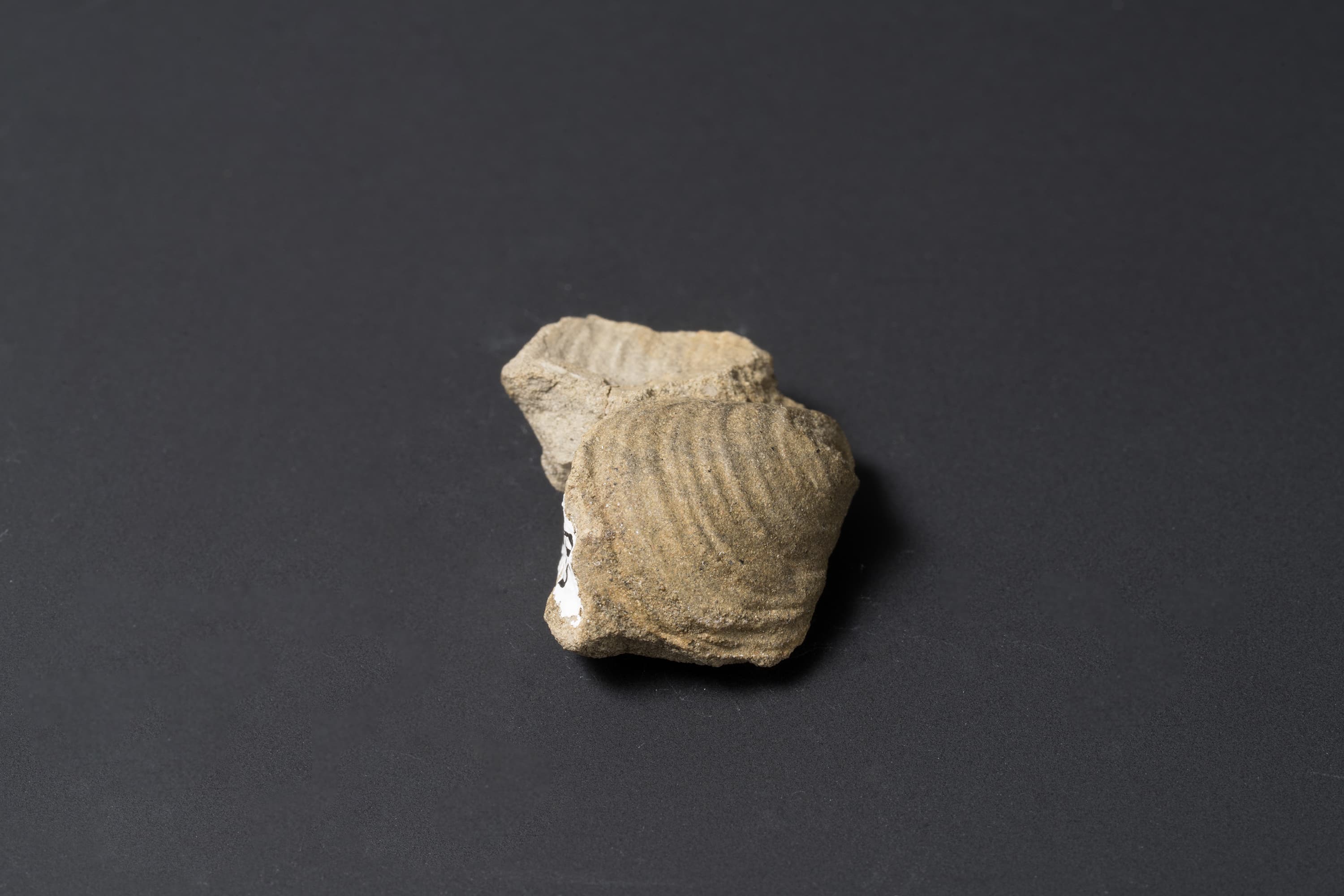 二枚貝　スフェノセラムス サンリクエンシス15画像2