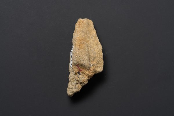 二枚貝　スフェノセラムス サンリクエンシス画像