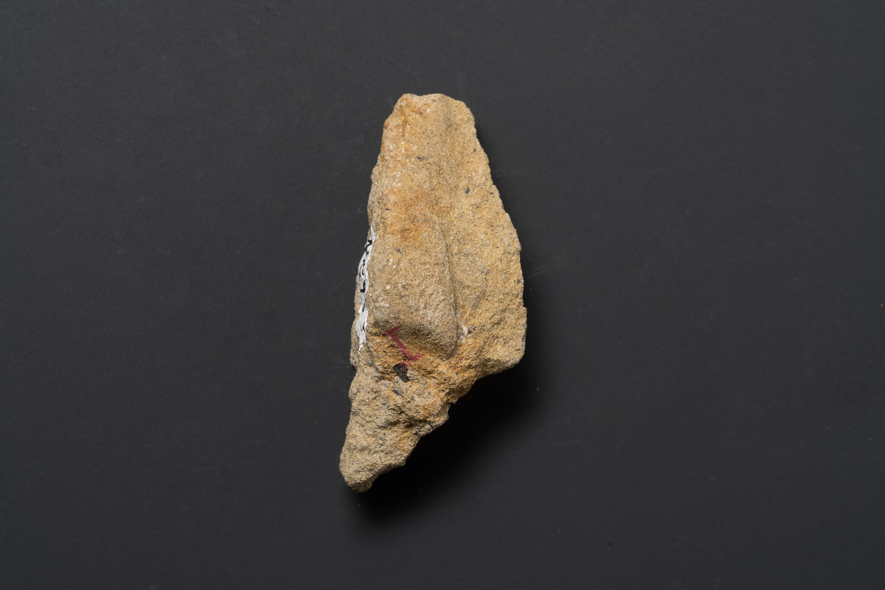 二枚貝　スフェノセラムス サンリクエンシス16画像1