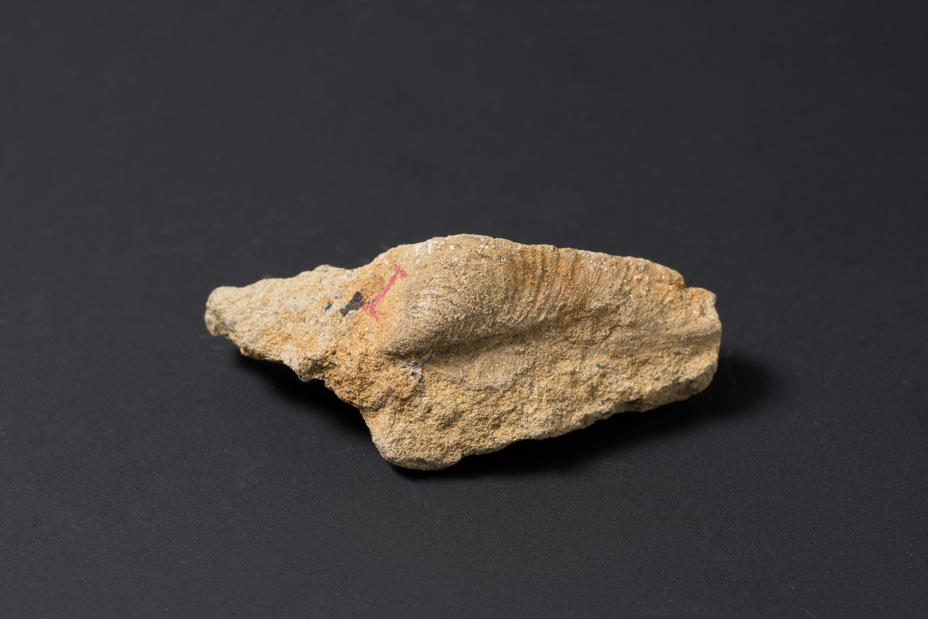 二枚貝　スフェノセラムス サンリクエンシス16画像2