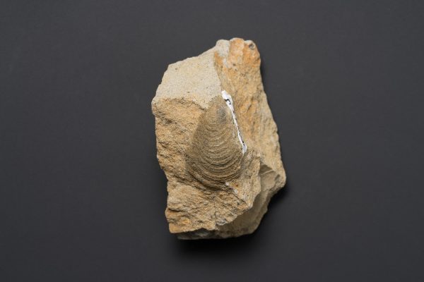 二枚貝　スフェノセラムス サンリクエンシス画像