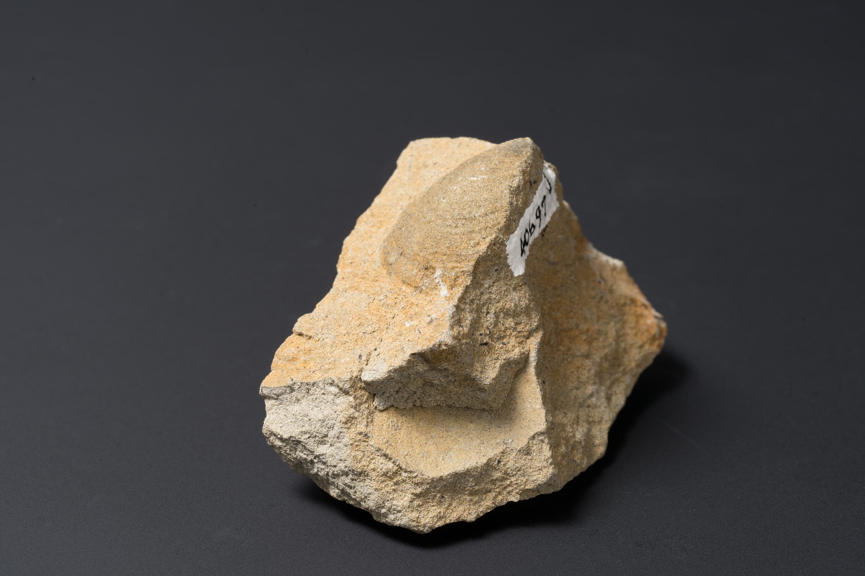 二枚貝　スフェノセラムス サンリクエンシス17画像2