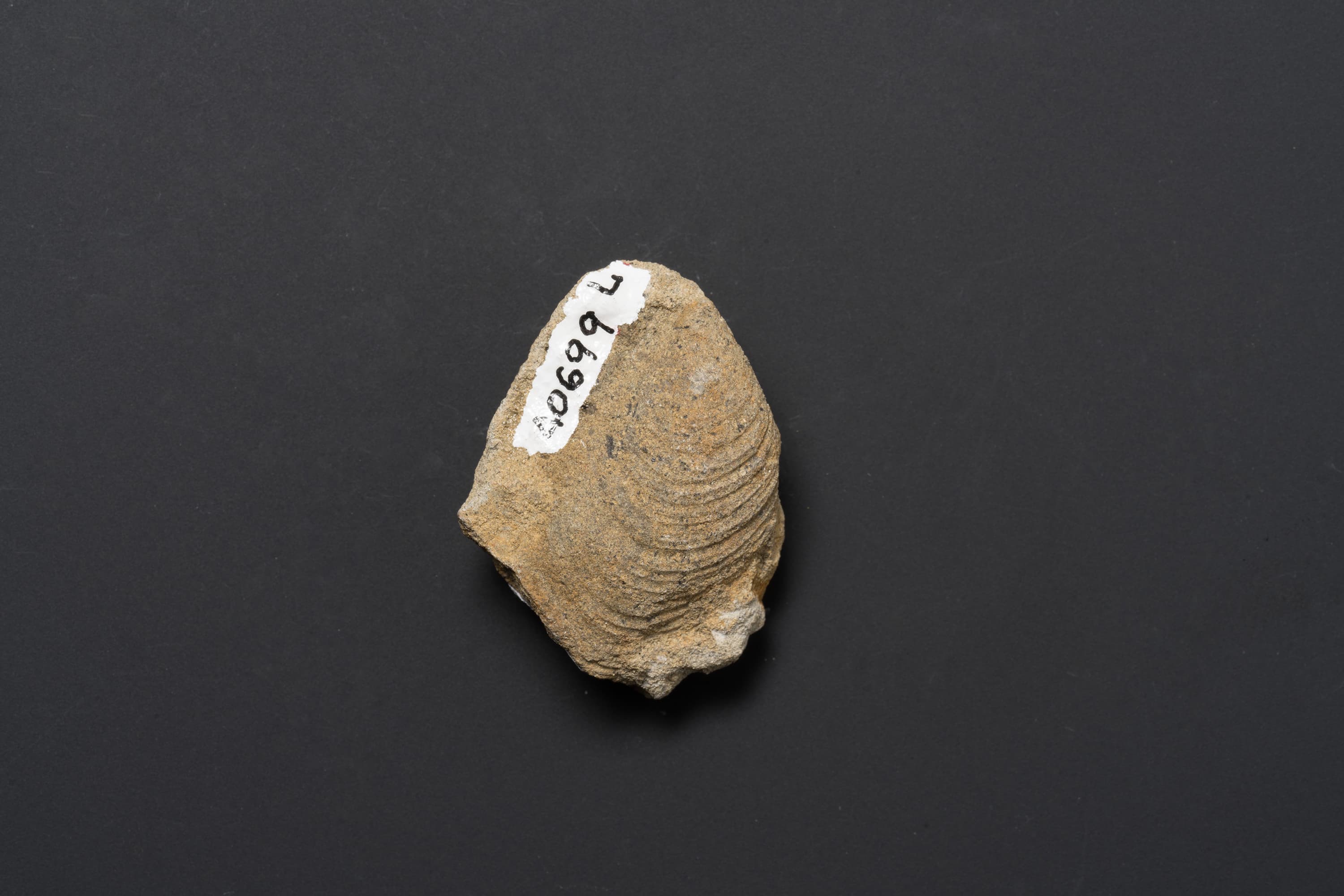 二枚貝　スフェノセラムス サンリクエンシス18画像1