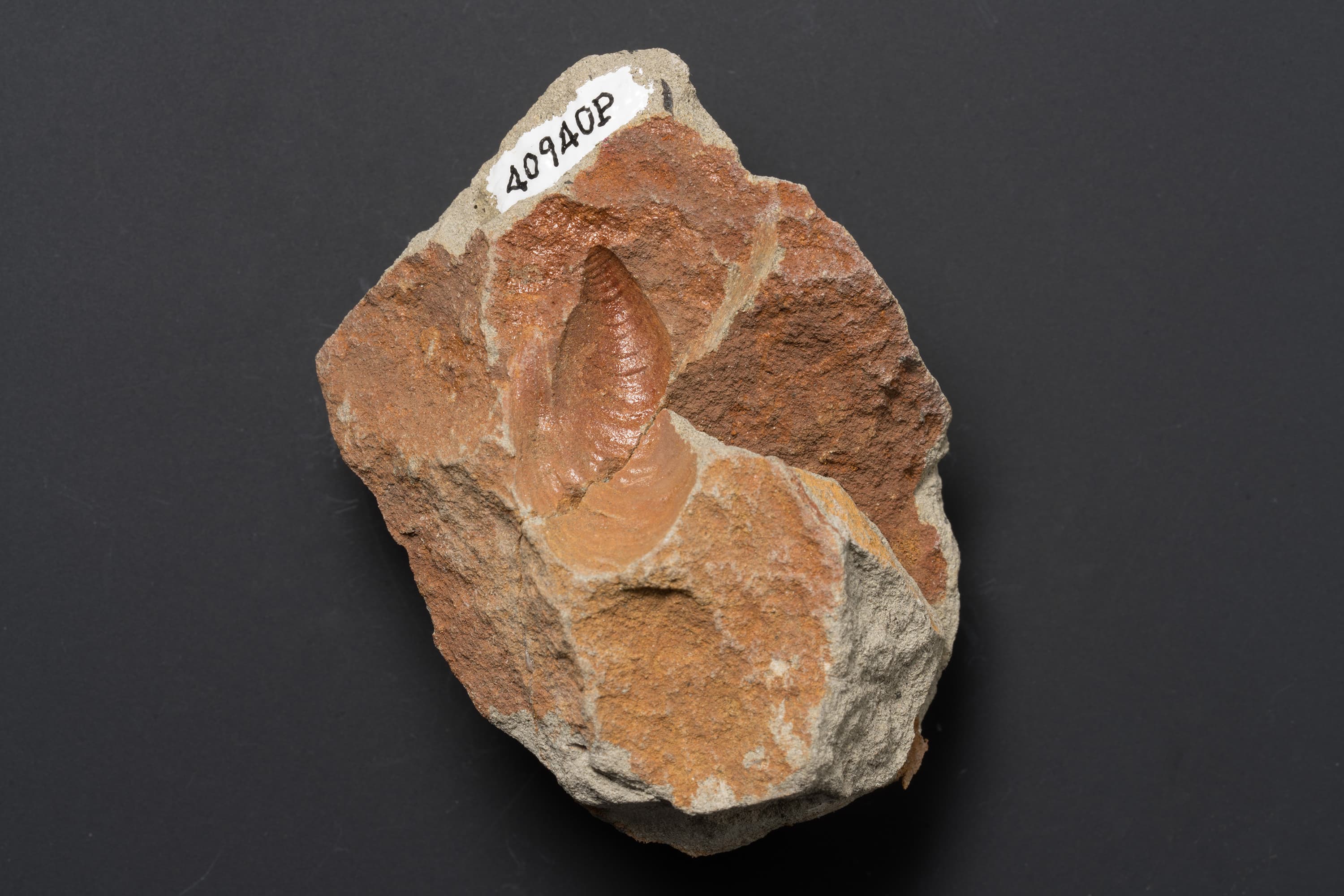 二枚貝　スフェノセラムス サンリクエンシス19画像2