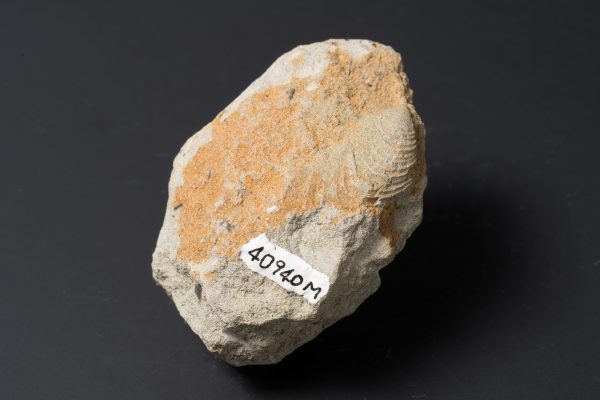 二枚貝　スフェノセラムス サンリクエンシス画像