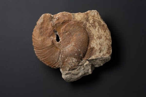 アンモナイト　ヨコヤマオセラス イシカワイ画像