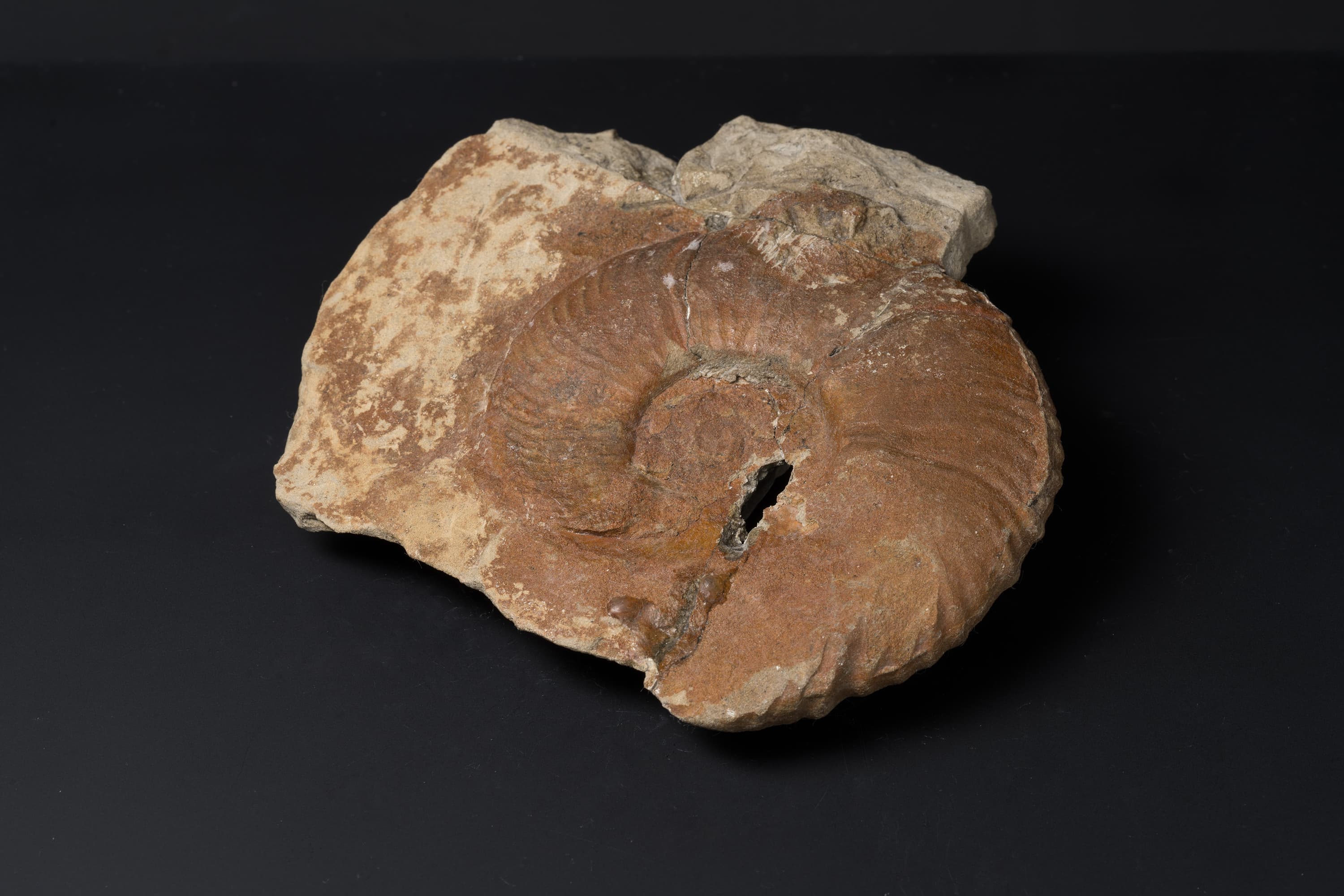 アンモナイト　キッチニテス イシカワイ画像2