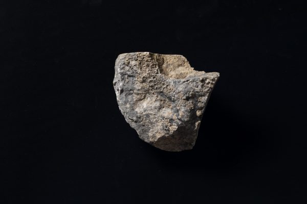 四放サンゴ　アクチノシアトウス ジャポニカス画像