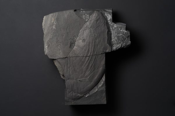 アンモナイト　メタダグノセラス モトヨシエンセ画像