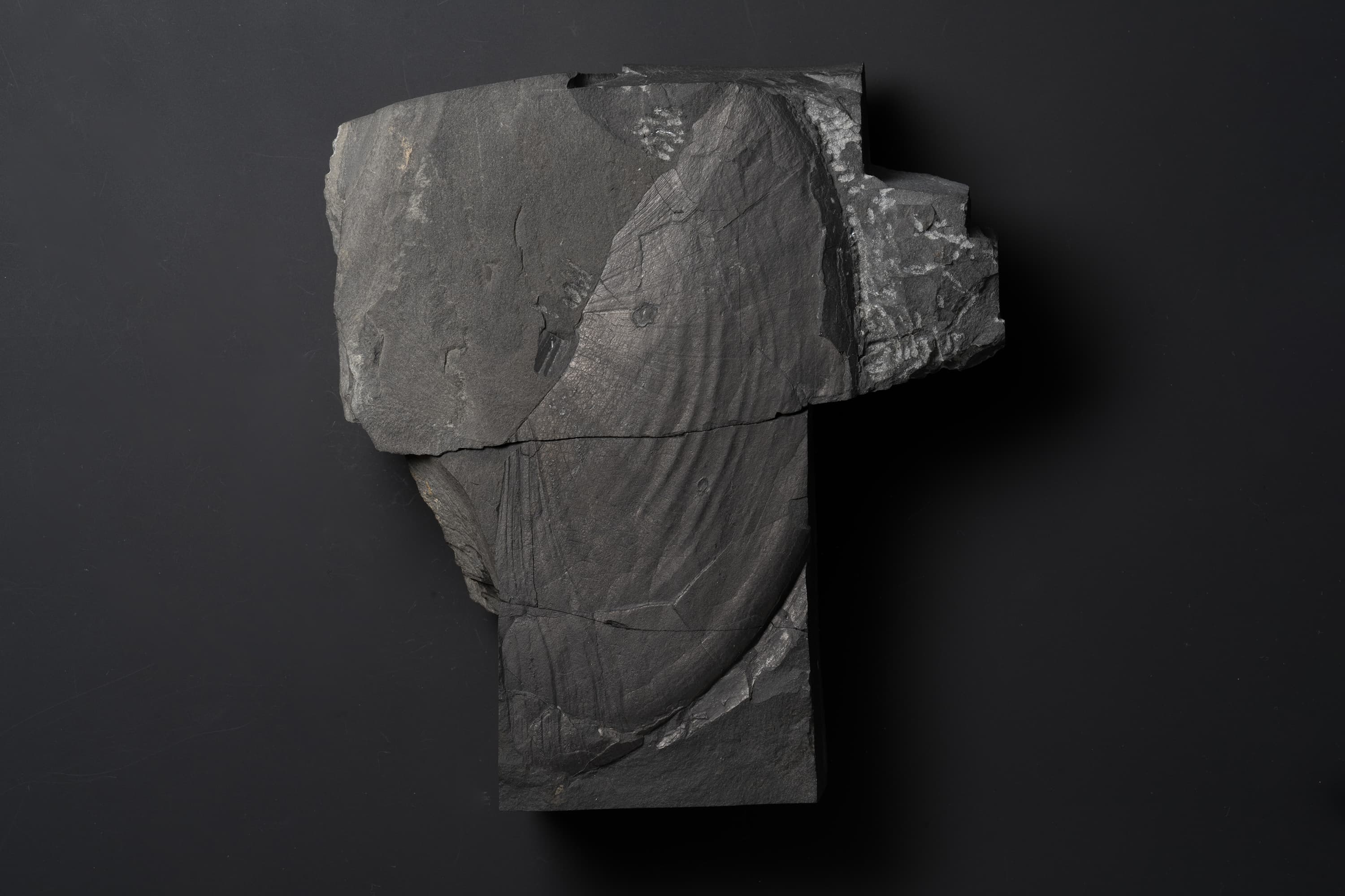 アンモナイト　メタダグノセラス モトヨシエンセ画像1