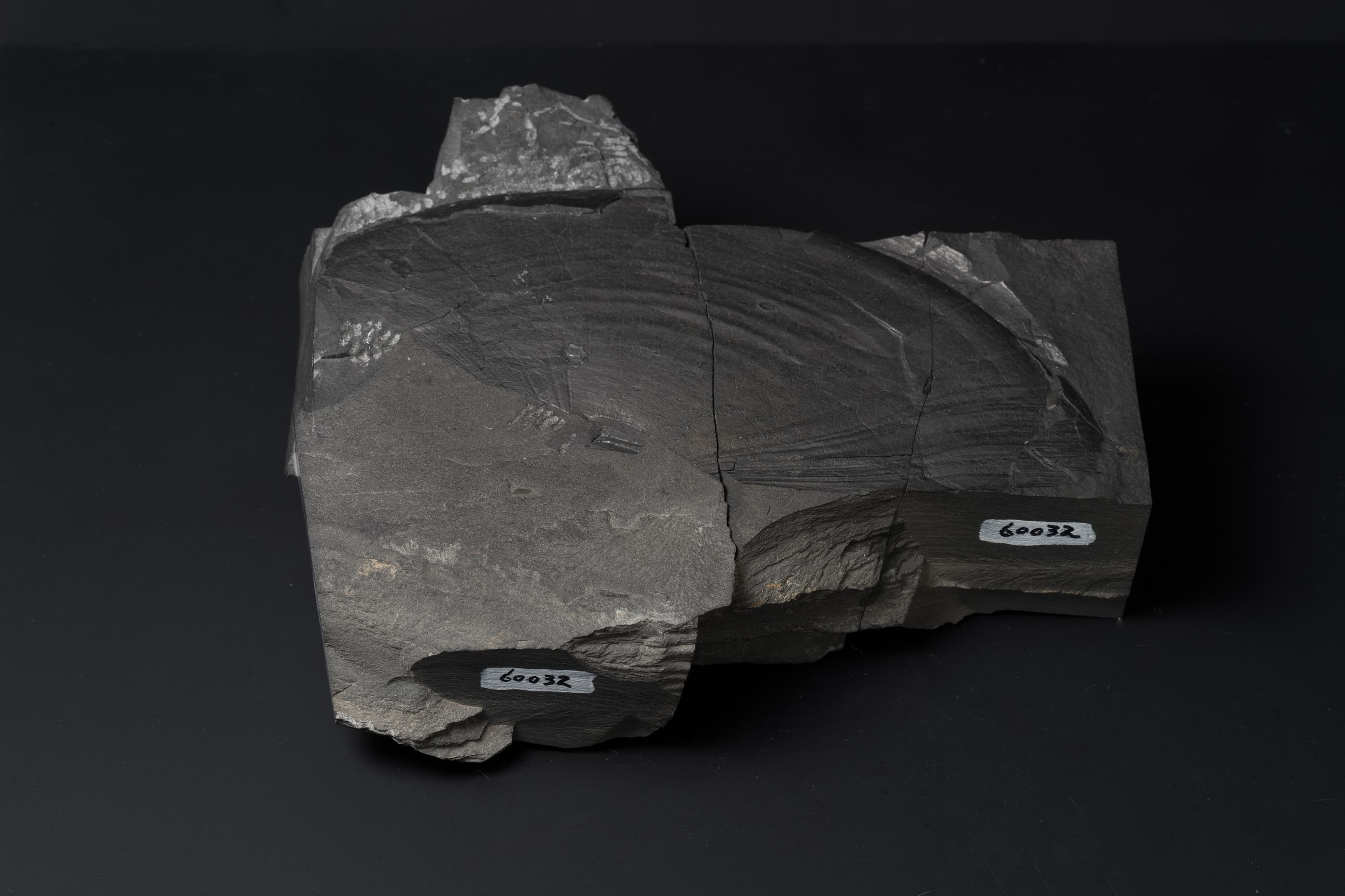 アンモナイト　メタダグノセラス モトヨシエンセ画像2