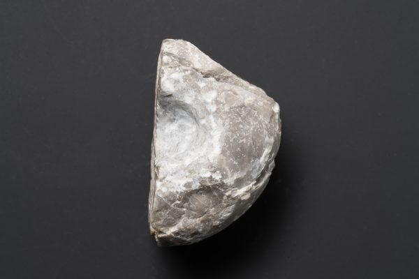 アンモノイド　グラフィリテス？画像