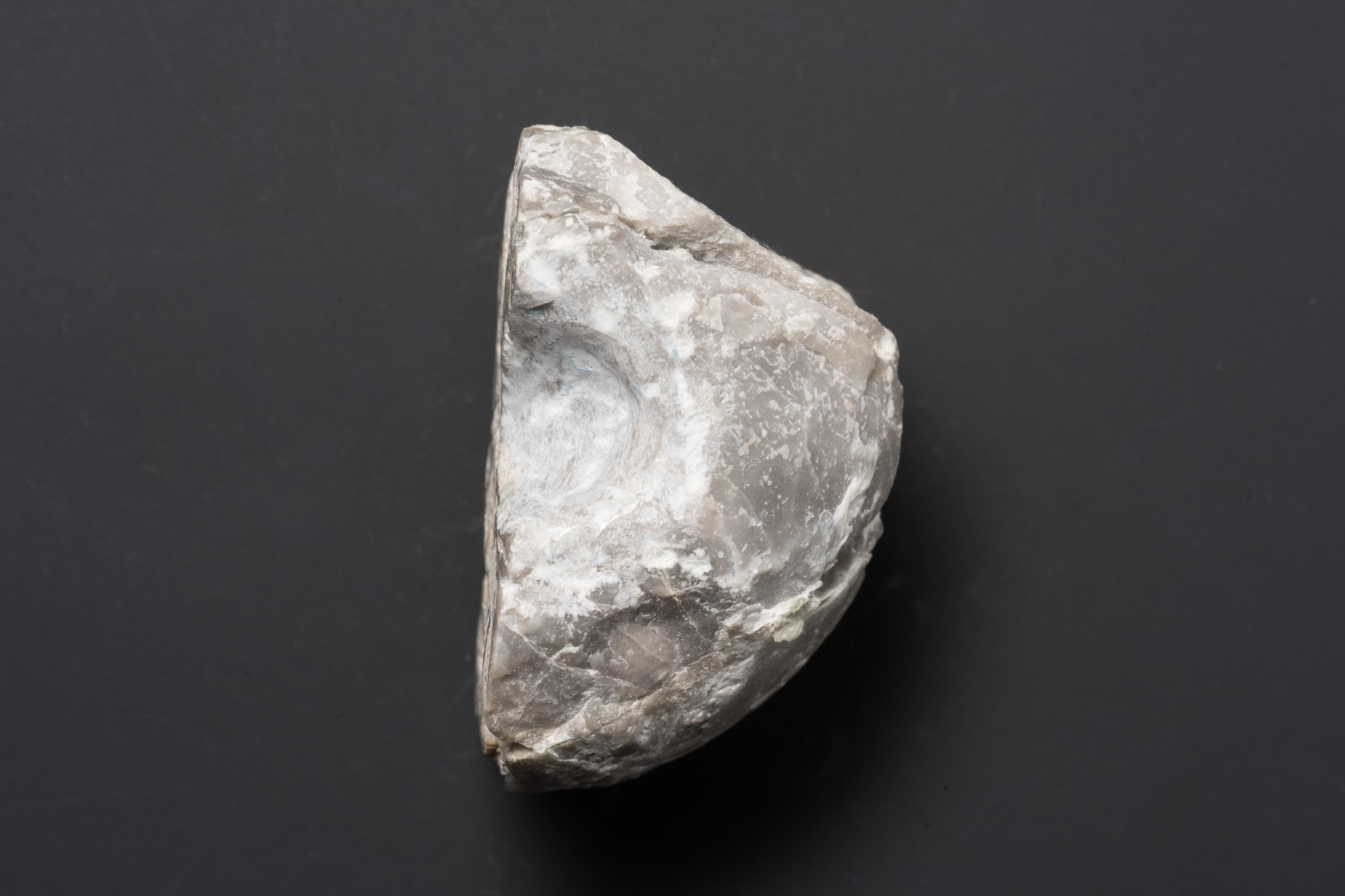 アンモノイド　グラフィリテス？22画像1