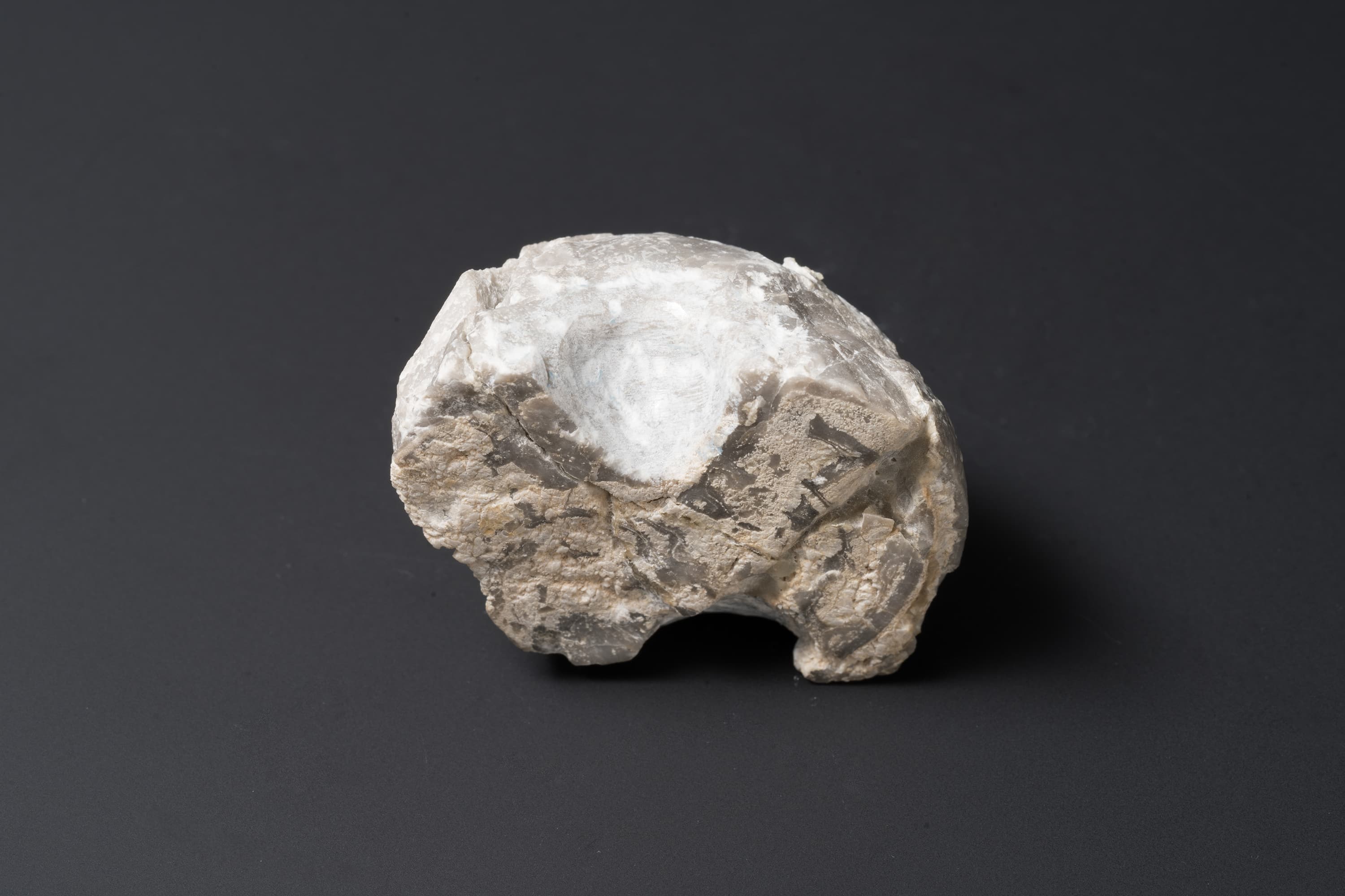 アンモノイド　グラフィリテス？22画像2