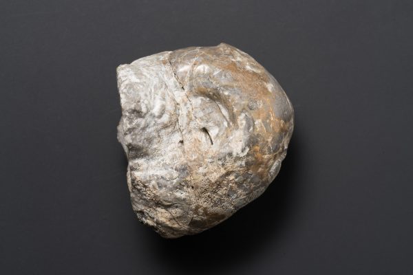 アンモノイド　シュードパラレゴセラス画像