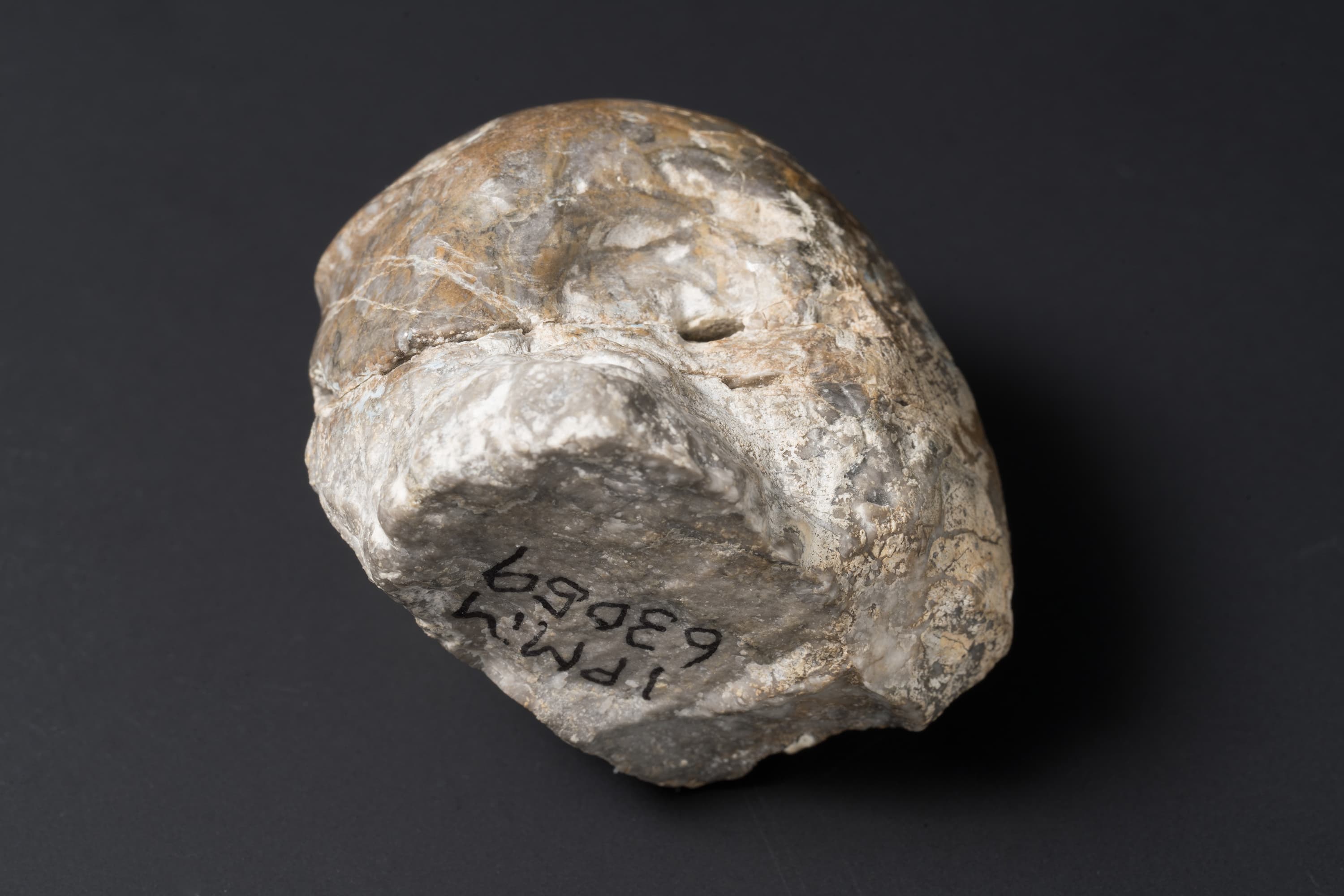 アンモノイド　シュードパラレゴセラス画像2