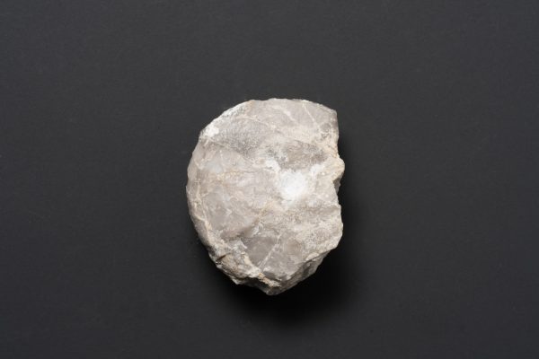 アンモノイド　シュードパラレゴセラス画像