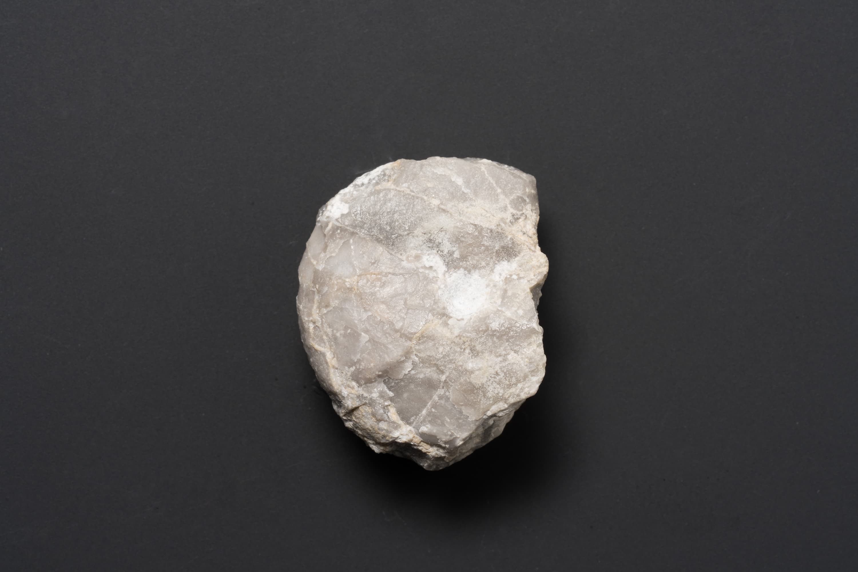 アンモノイド　シュードパラレゴセラス27画像1