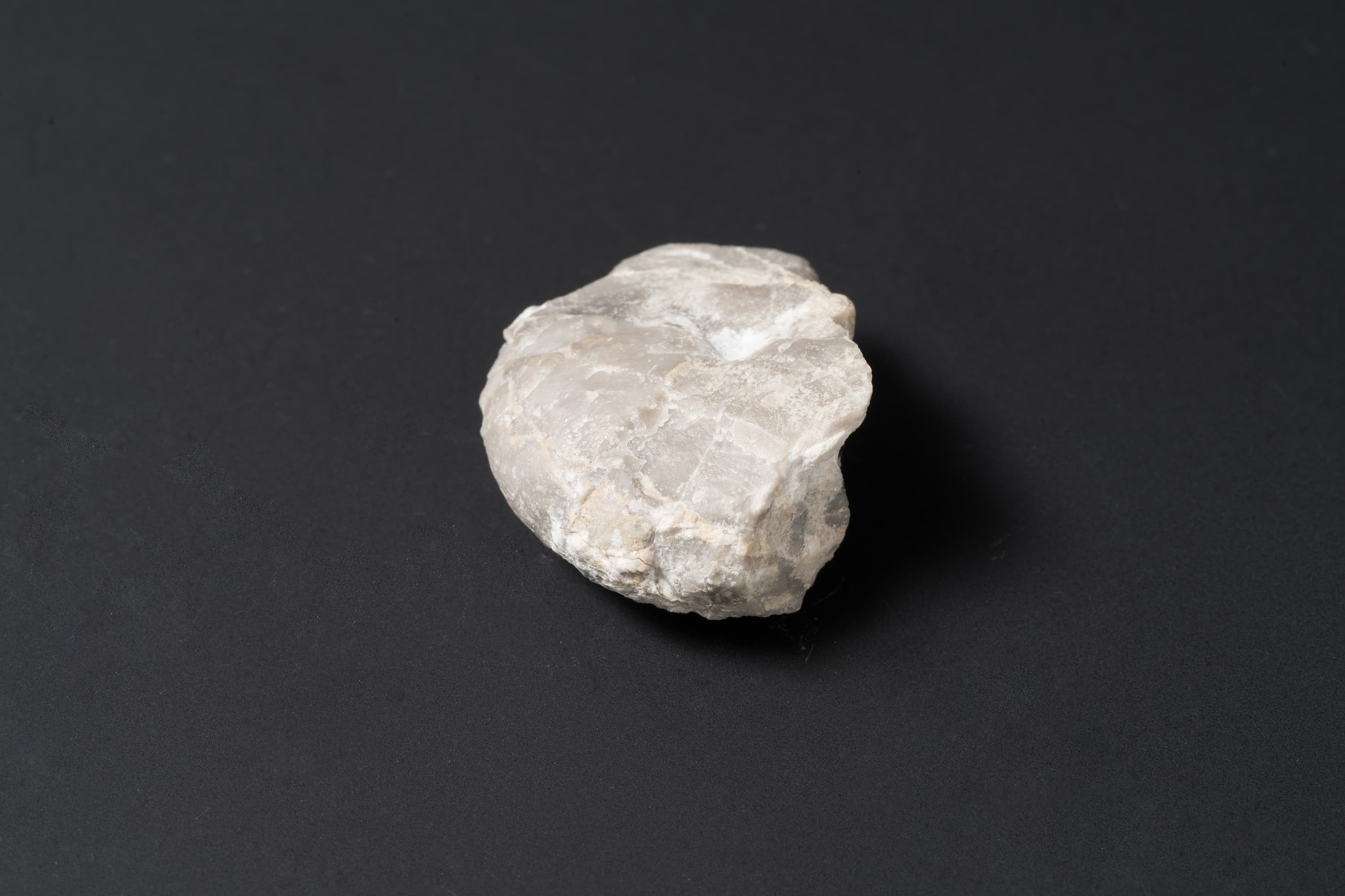 アンモノイド　シュードパラレゴセラス27画像2