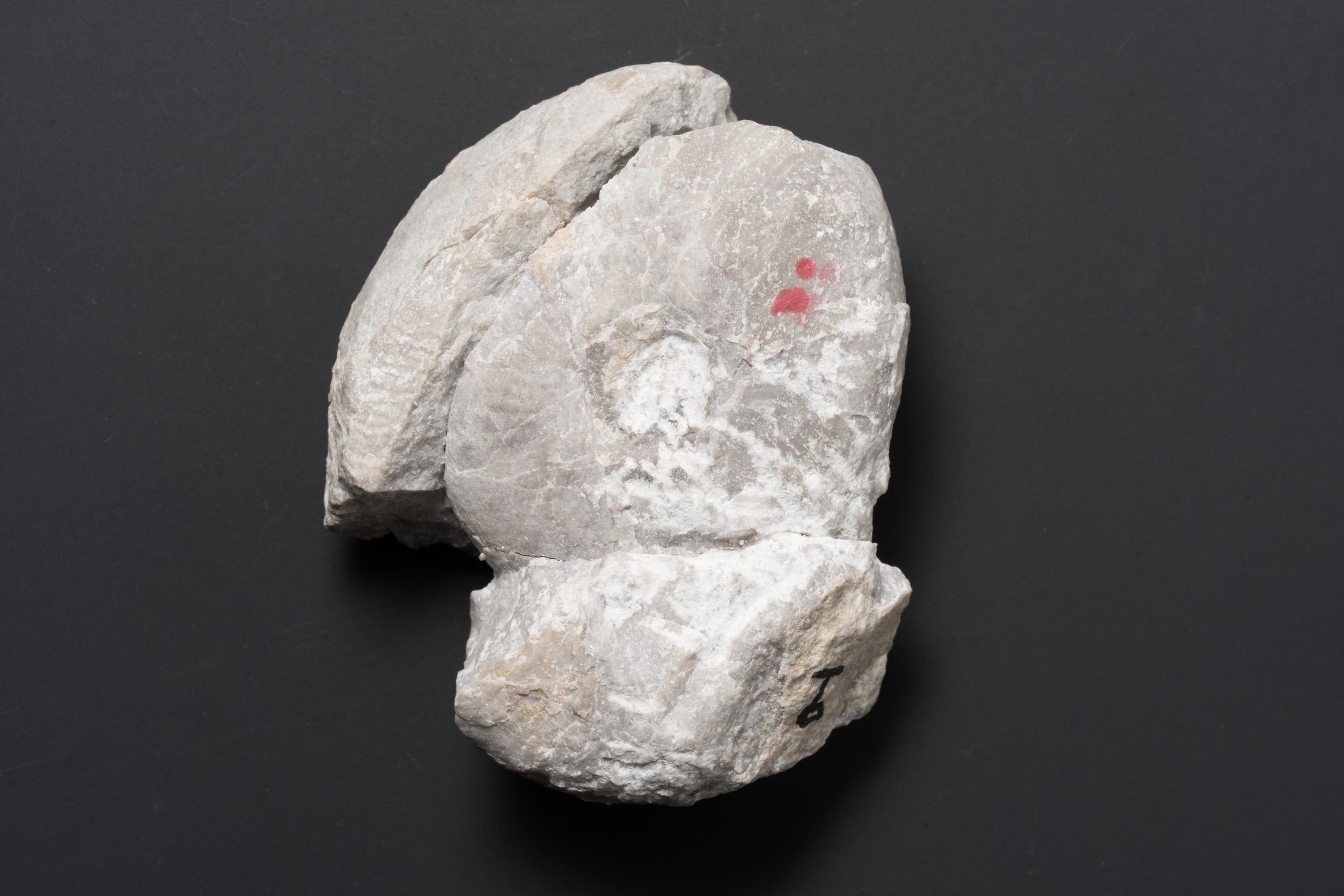 アンモノイド　シュードパラレゴセラス28画像1