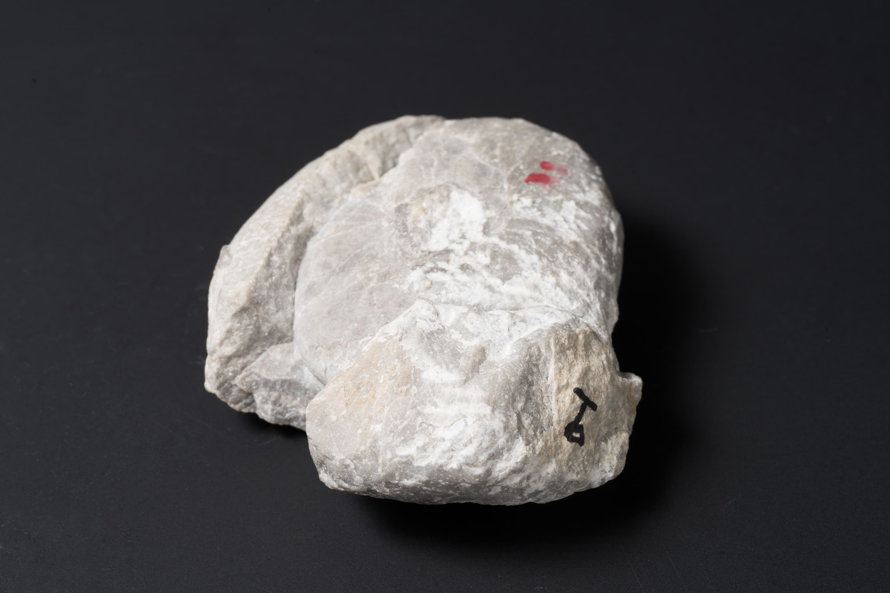 アンモノイド　シュードパラレゴセラス28画像2