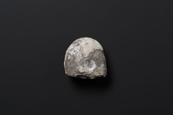 アンモノイド　ネオグラフィリテス画像