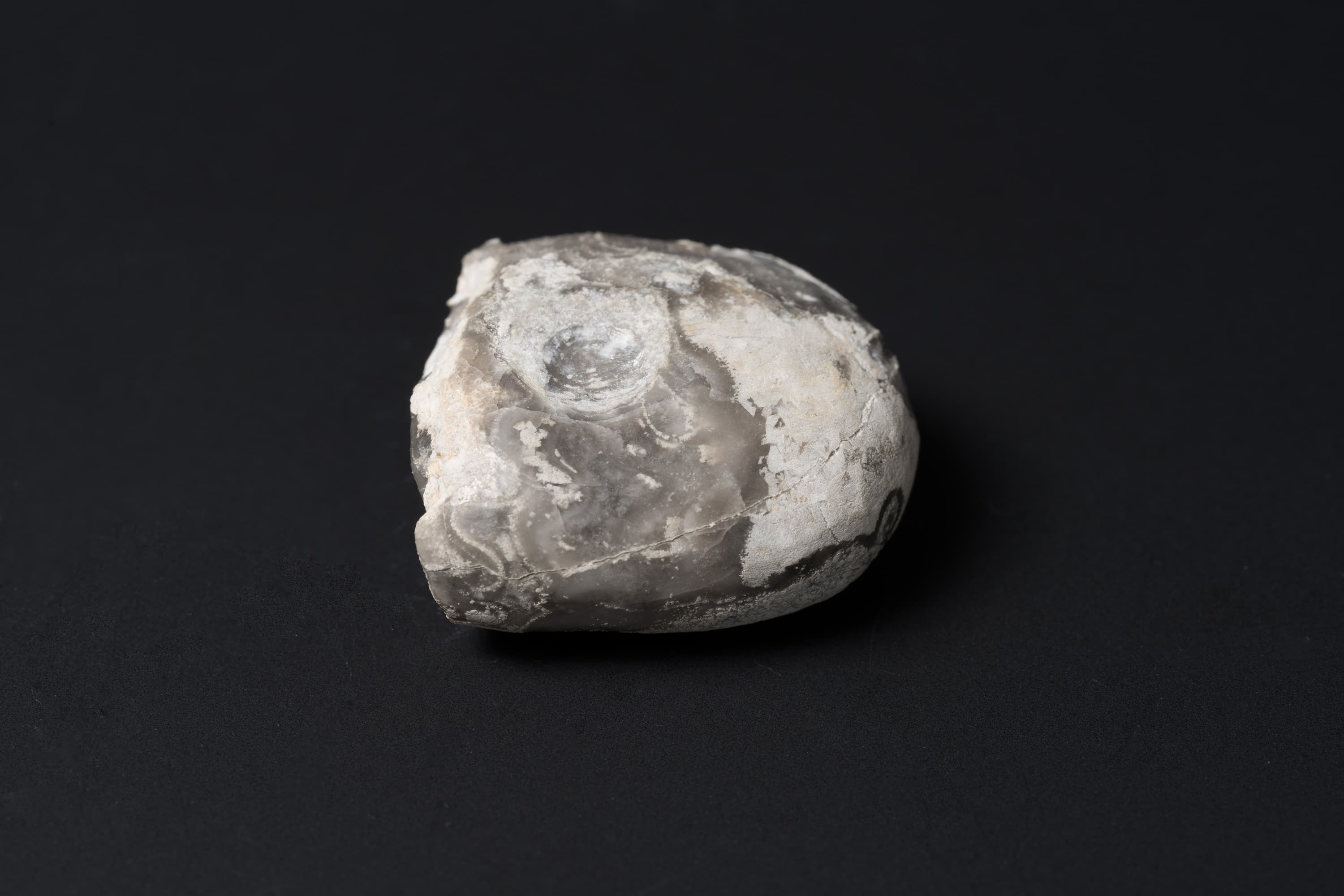 アンモノイド　ネオグラフィリテス画像2