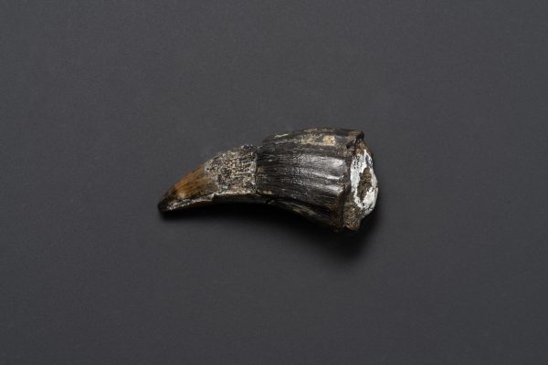 モササウルス　ティロサウルス画像