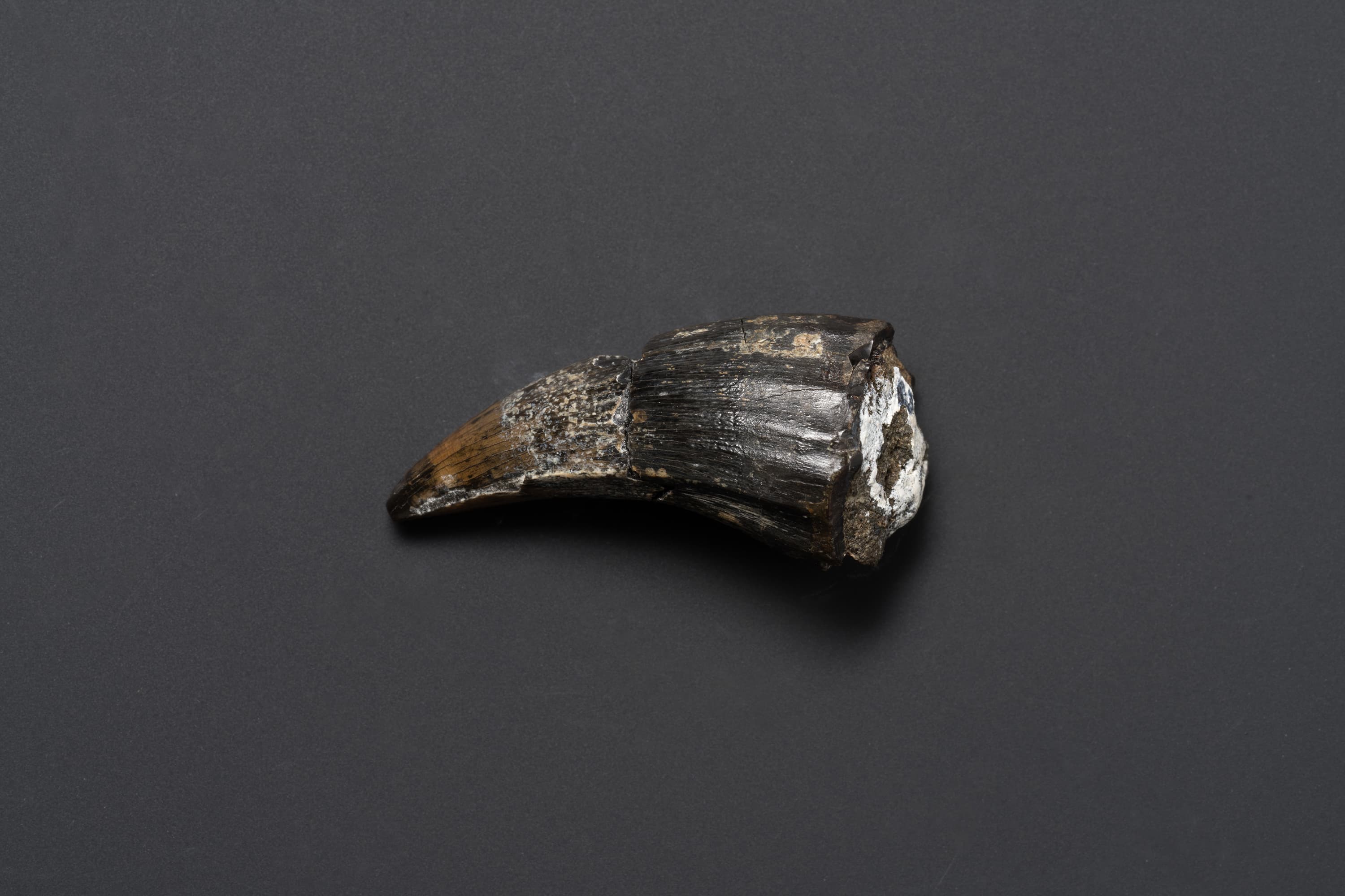 モササウルス　ティロサウルス画像1