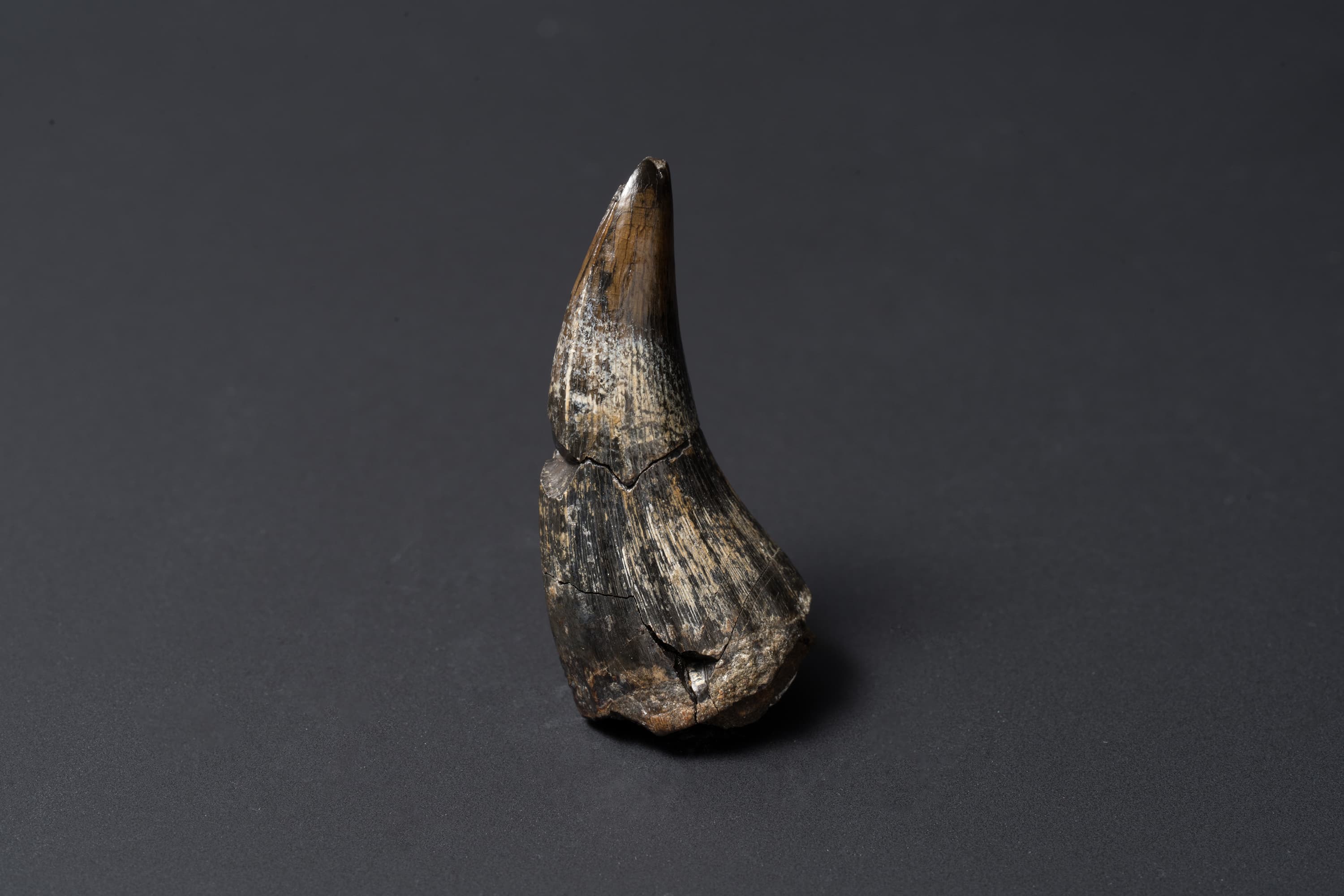 モササウルス　ティロサウルス画像2