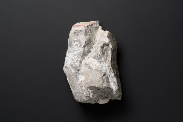 アンモノイド　シュードプロノリテス画像