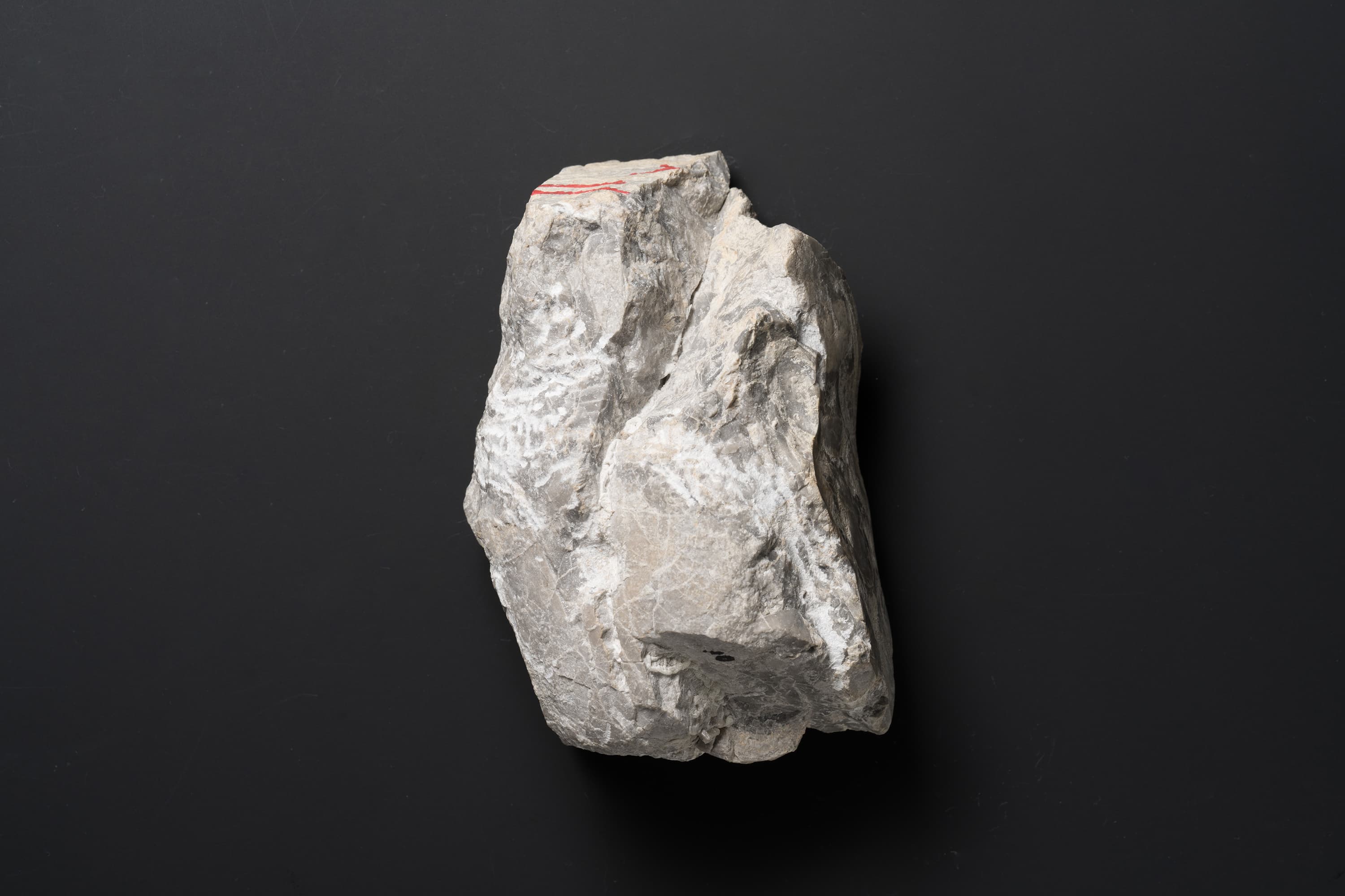 アンモノイド　シュードプロノリテス画像1