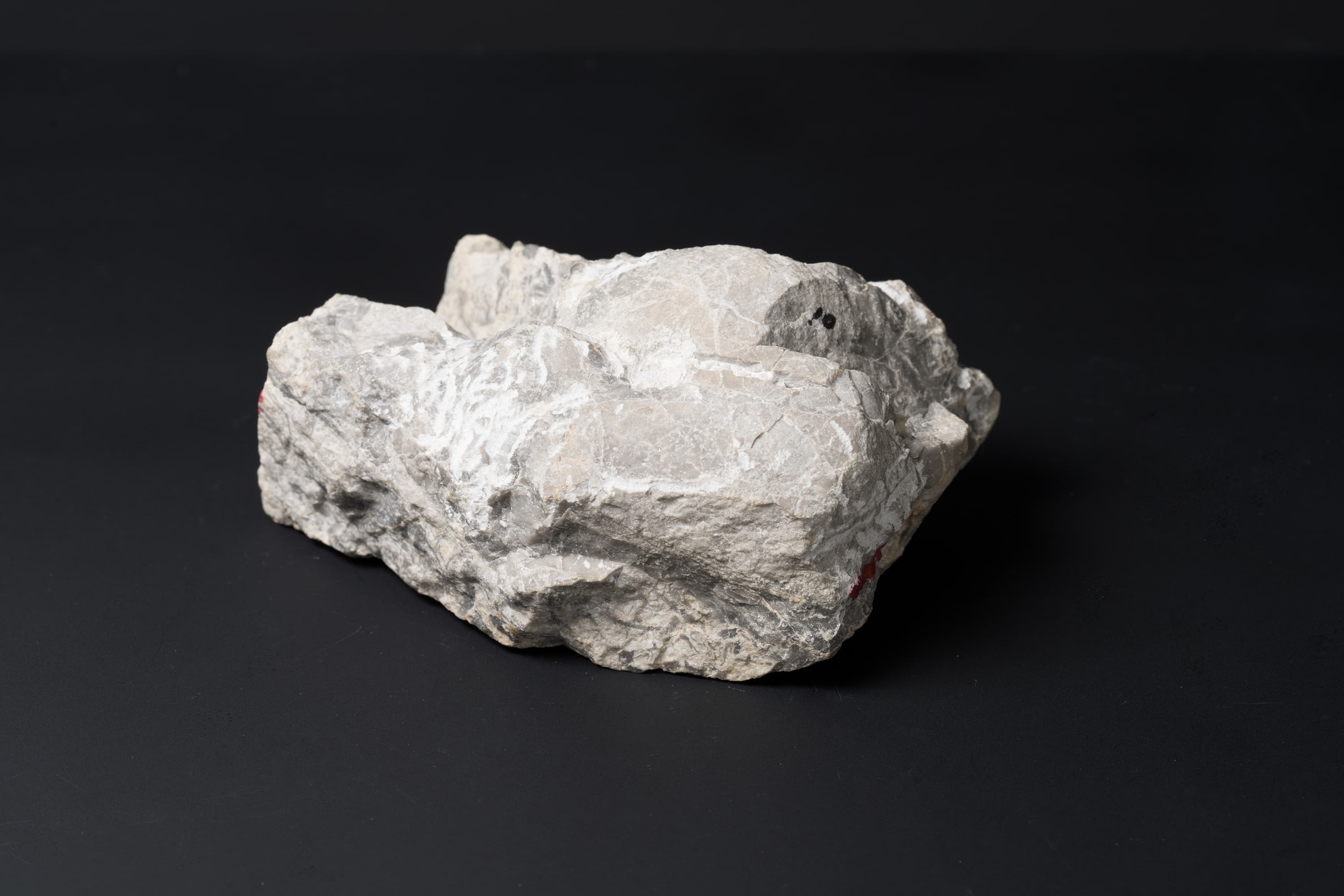 アンモノイド　シュードプロノリテス画像2