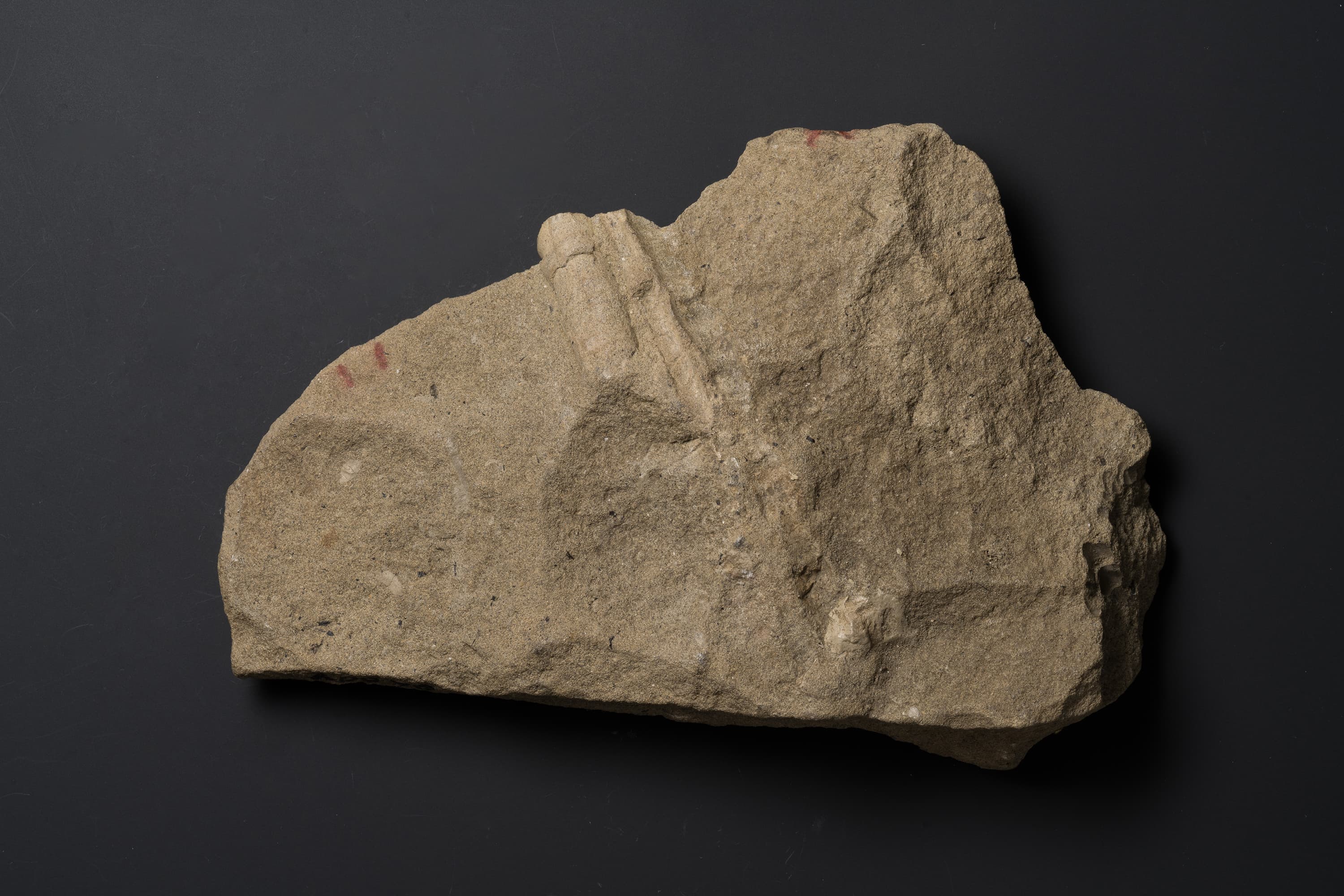 北海道アンモナイト ポリプチコセラス群生標本 北海道アンモナイト ポリプチコセラス群生標本 アンモナイト ディ